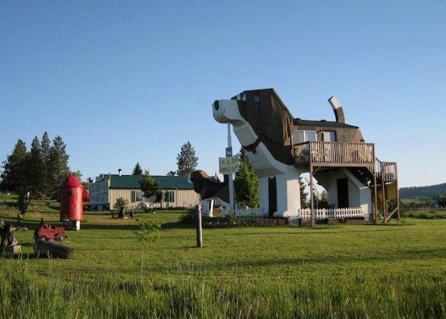 dog4