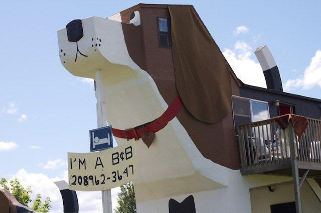 dog5
